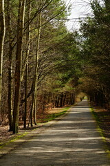 Obraz premium A road in the park with shadows and sunlight strips