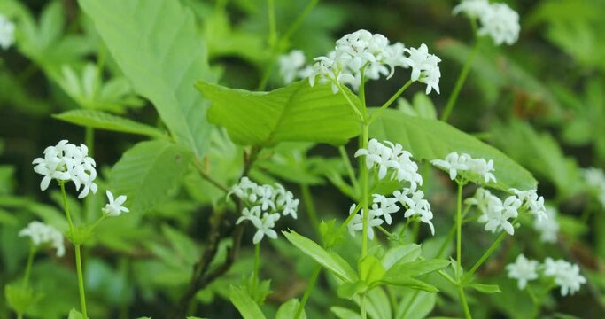 Galium odoratum, the sweetscented bedstraw in a forest