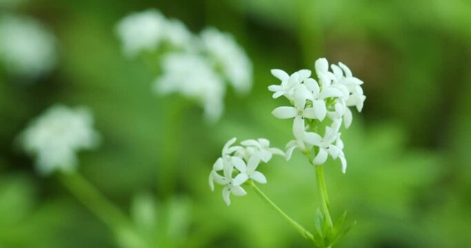 Galium odoratum, the sweetscented bedstraw in a forest