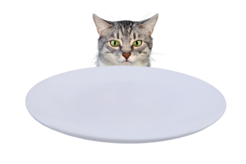 Sad cat sitting in front of a table with an empty bowl, isolated on a white background. Human food is harmful to animals, isolated on a white background. Frustrated pet