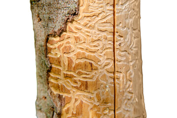 Wood worm corridors under a bark of pine tree, isolated on a white background. Imprint of the bark beetle under the bark of the tree.