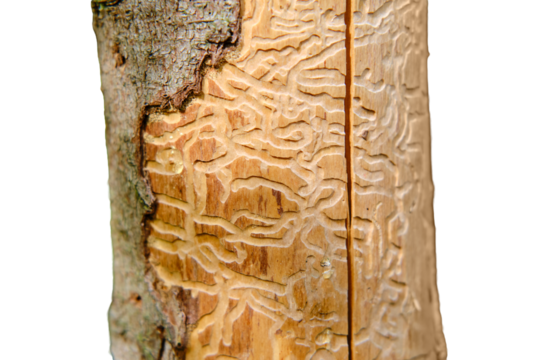 Wood worm corridors under a bark of pine tree, isolated on a white background. Imprint of the bark beetle under the bark of the tree.