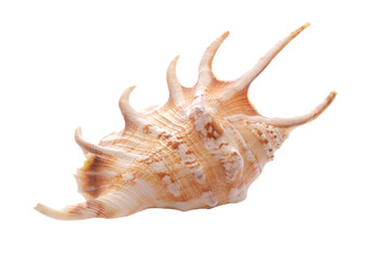 Fototapeta premium Seashell isolated on white