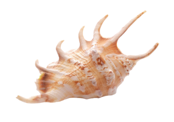 Seashell isolated on white