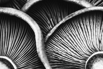 textured background of mushrooms close-up, focus black and white photo