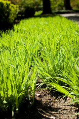 Fresh green grass in springtime.