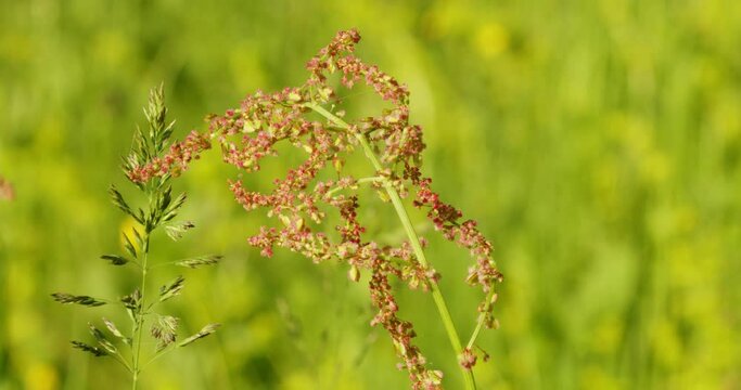 Sorrel (Rumex acetosa), also called common sorrel or garden sorrel