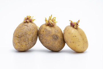 Keimende Kartoffeln