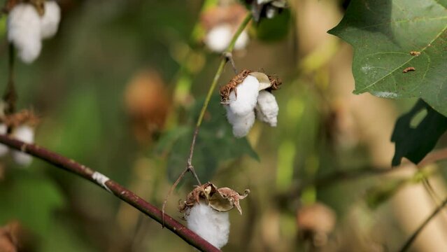 Cotton boll (cotton buds) on cotton tree. Sukhothai, Thailand