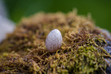a house sparrow egg in spring on the ground