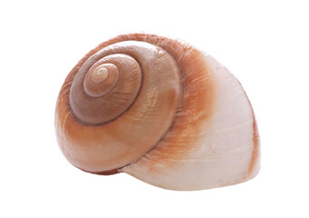 Sea shell isolated 