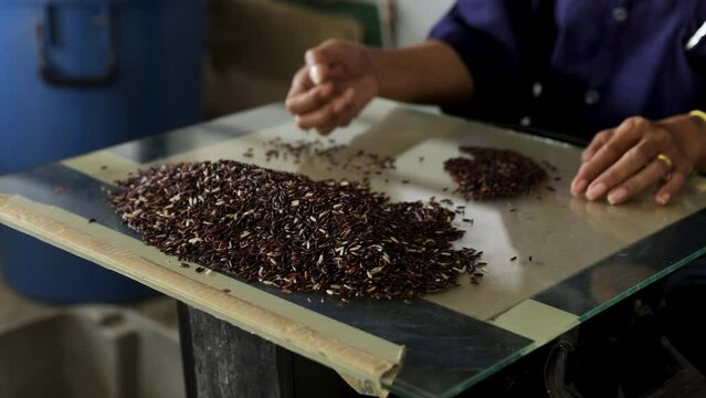 handpicking and separate unwanted components from the rice grains