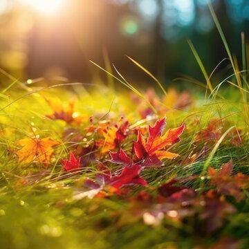  Autumn maple leaves background