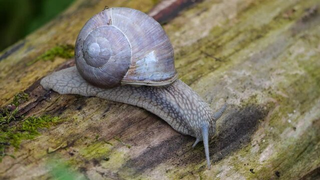 Weinbergschecke (Helix pomatia) kriecht &uuml;ber Holzstamm