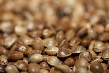 Cannabis seeds close up modern background high quality botanical smoking weed prints natural hemp seeding Cannabis konsum legalisieren kampagne legal kiffen