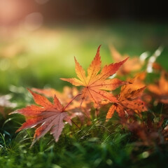 Autumn maple leaves background