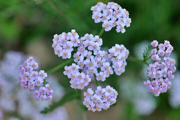 flower, 네이처, flower, 봄, 식물, 라일락, 뜰, 분홍, 보라색, 블로섬, 개화, 근접, 나무, 여름, 미, 꽃, 식물, 개화, 나뭇잎, 변색, 꿀벌, 계절, beautiful, 아웃도어