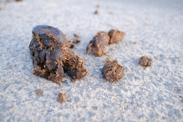 close-up of lot of excrement on pavement, horse manure lies on road in sun, agricultural, natural fertilizer for farms concept, food crisis, environmentally friendly plants