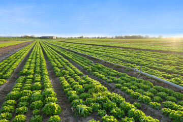 Fototapeta na wymiar beautiful green vegetable lettuce plants, field with planted seedlings, sun shining on farmland, natural background for designer, wallpapers, food crisis, environmental concept, agriculture, farming