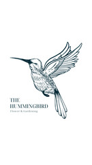 humming bird or colibri bird hand drawing illustration, isolated vector design.