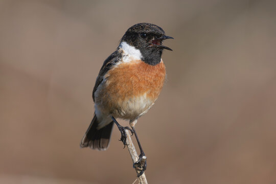 Singing European stonechat - Saxicola rubicola male perched with brown background. Photo from nearby Baltimore in Ireland.