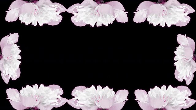 On a black background, pink peonies bloomed in the form of a frame. Time lapse, close-up. Wedding background, Valentine's Day. Place for text. Timelapse video 4K UHD.