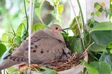 Mourning dove mama bird with a baby bird sitting in a nest. Pigeon baby bird with mommy
