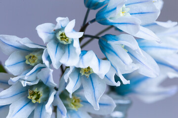 Selective focus closeup photography of pretty pale blue glory of the snow flowers in bloom