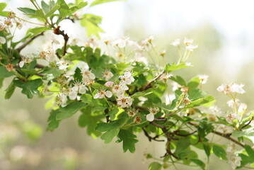 枝の白い小さな花々