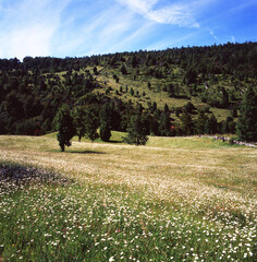 chile pucon, panoramic view of green field and mountains and white flowers