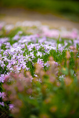 Purple, yellow, green, red and white wild flowers blooming