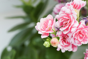pink kalanchoe flower large with leaves