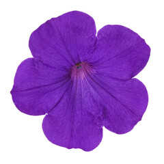 petunia purple flower isolated on white background