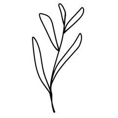 Handrawn leaf line art.simple leaves illustration.decorative plant