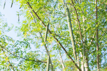 Moringa drumstick hanging on a Moringa tree. Miracle tree. Selective focus