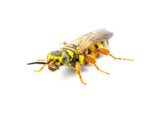 Large black and yellow wasp - Myzinum maculatum - female in great detail throughout isolated on white background. This species is used as a biological control of turf grass pests front side view