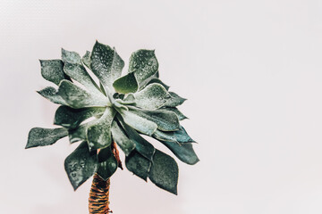 Green echeveria succulent in a pot against the background of white boards.
