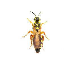Large black and yellow wasp - Myzinum maculatum - female in great detail throughout isolated on...