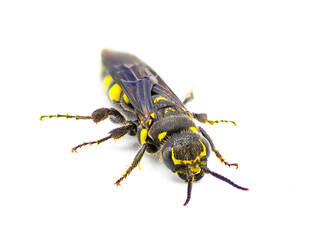 Myzinum obscurum is a species of wasp in the family Thynnidae. Female with large abdomen shiny black with yellow spots isolated on white background, front face view