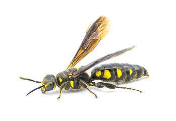 Myzinum obscurum is a species of wasp in the family Thynnidae. Female with large abdomen shiny black with yellow spots isolated on white background, side profile view with wings up