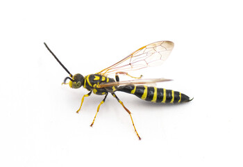 black and yellow wasp - Myzinum maculatum - male isolated on white background. This species is used as a biological control of turf grass pests side profile view with wings up, showing pseudostinger