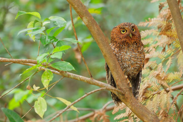 Bare-shanked Screech-Owl