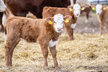 Hereford calf in a field. Other calves out of focus behind. Selective focus. © Kaja