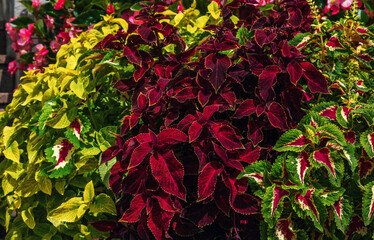 Beautiful coleus plant or Painted Nettle with bright red and green leaves, growing in the garden
