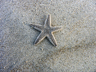 Fototapeta na wymiar Dead star fish on the beach