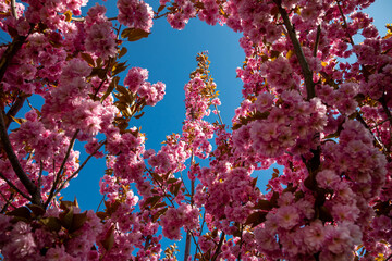 Fototapeta na wymiar Cherry blossoms in the city square in the city of Khmelnytskyi.
