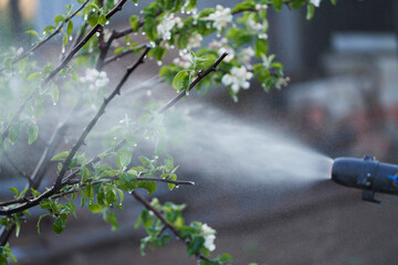 Orchard protection from spring frosts by sprinkling method. Fragment of a cold fog generator with a fine-dispersed water jet directed at an apple tree.