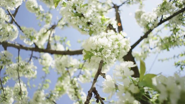 Blooming trees in spring in the garden. Beautiful cherry with flowers in nature background video. High quality 4k footage