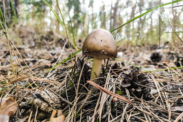 The poisonous mushroom Amanita pantherina panther grows in the autumn forest.