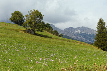 Fototapeta na wymiar Mountain meadow with blooming crocus flowers and peaks near Cortina d'Ampezzo, Alps, Dolomites, Italy, Europe